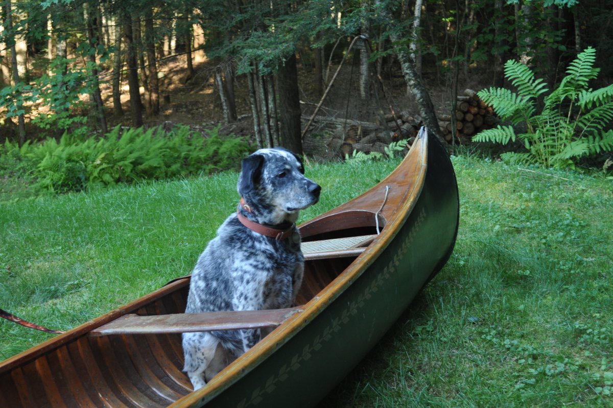 Willie in canoe.JPG
