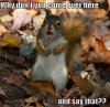 funny-squirrel-photo.jpg