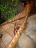stern birchbark.jpg