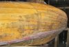 Chestnut.010.jpg