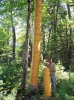 Osprey Nest Bark 005.jpg