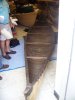 Copy of 100_6547.JPG