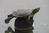 0406-turtle-450.jpg