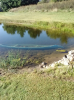in pond2.png
