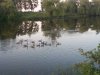 geese on bayou.jpg
