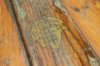 DSC_0242.JPG