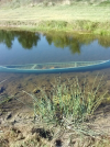 in pond.png