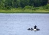 small loon chicks-2 .JPG