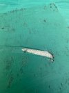 IMG_0432.jpeg