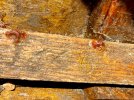 IMG_2594.jpeg