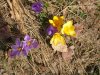 crocus spring 09.jpg